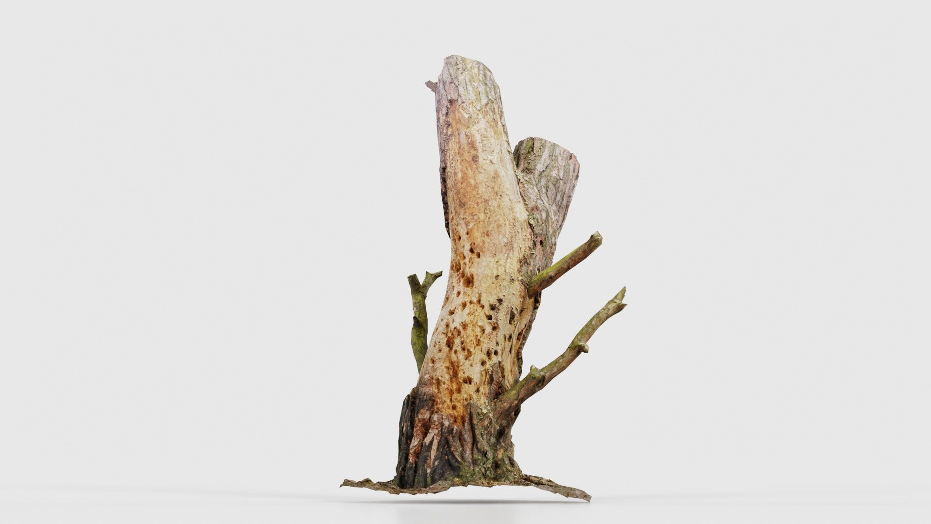 Tree Stump with Small Off Shoots Low-poly 3D model_21