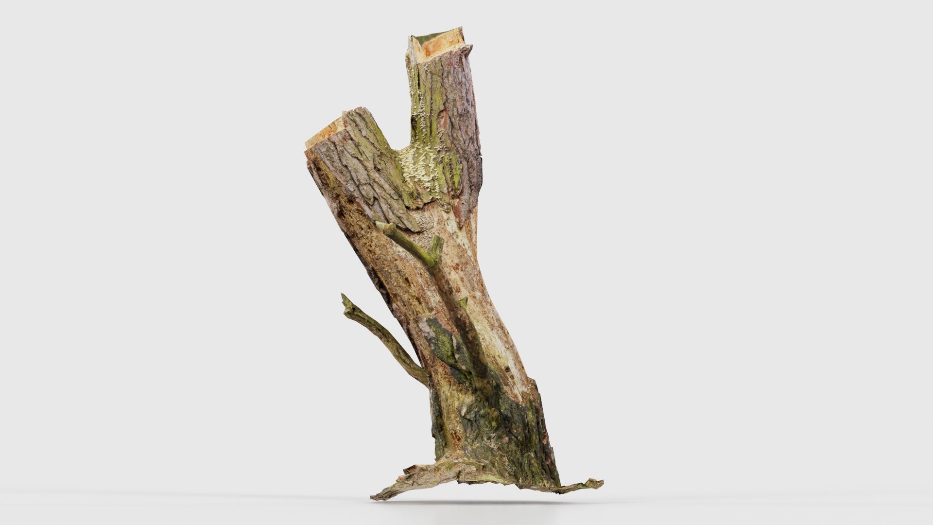 Tree Stump with Small Off Shoots Low-poly 3D model_26