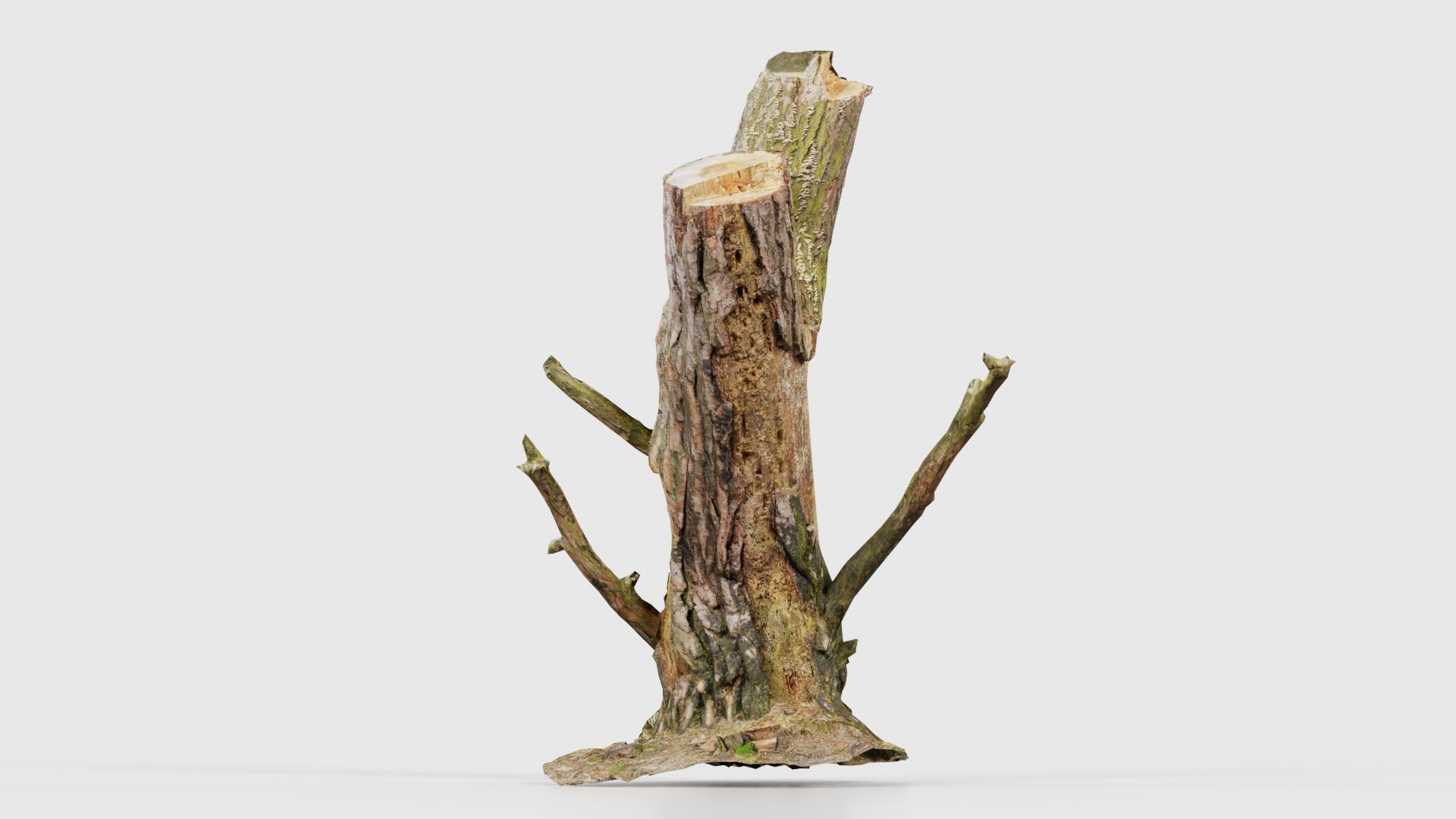 Tree Stump with Small Off Shoots Low-poly 3D model_16