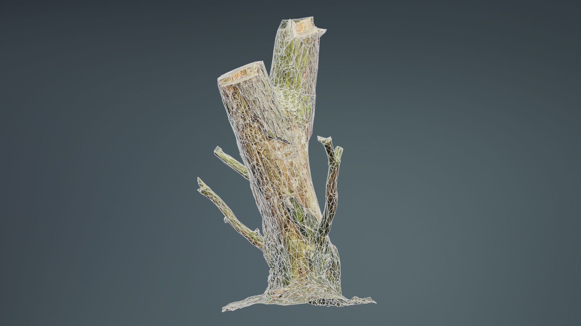 Tree Stump with Small Off Shoots Low-poly 3D model_9
