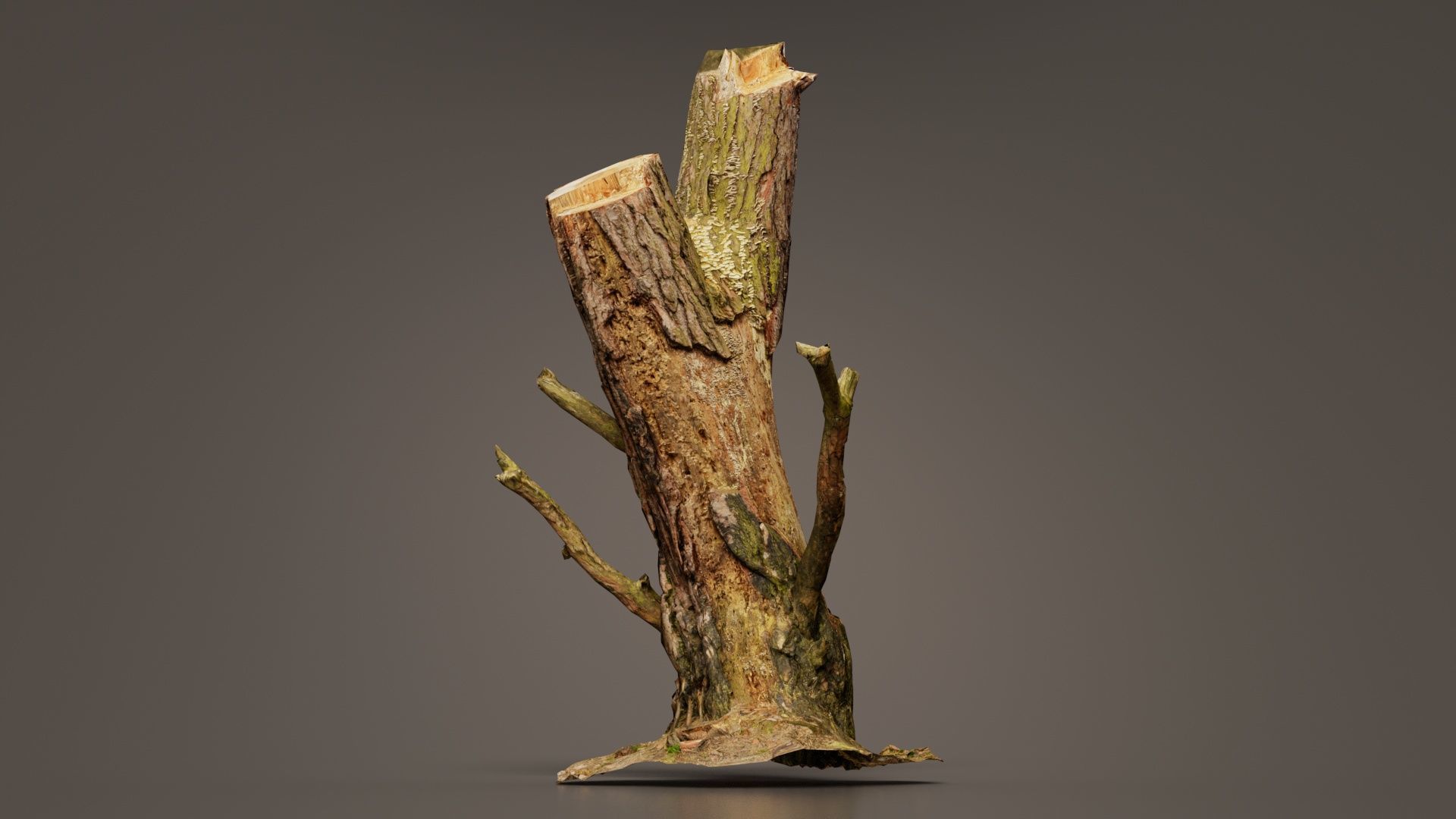 Tree Stump with Small Off Shoots Low-poly 3D model_8