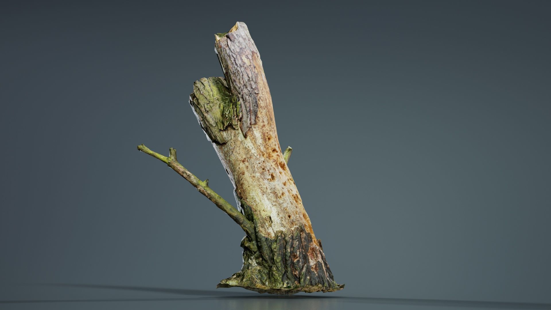 Tree Stump with Small Off Shoots Low-poly 3D model_1
