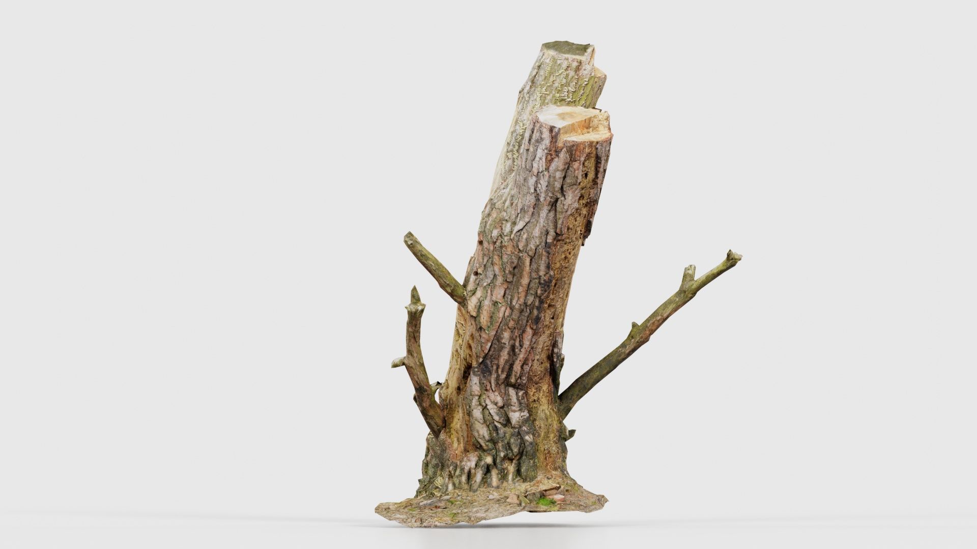 Tree Stump with Small Off Shoots Low-poly 3D model_17