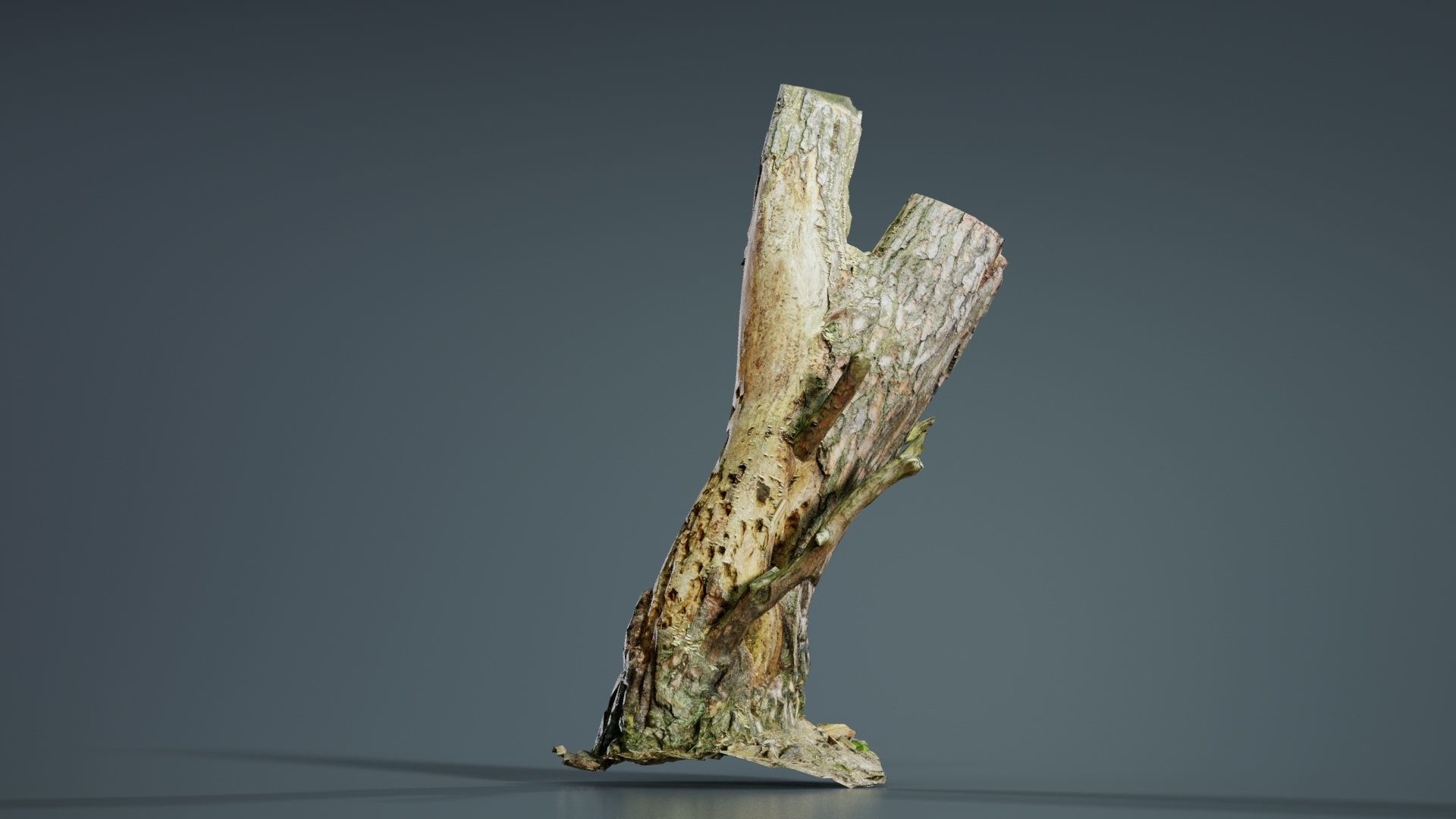 Tree Stump with Small Off Shoots Low-poly 3D model_7