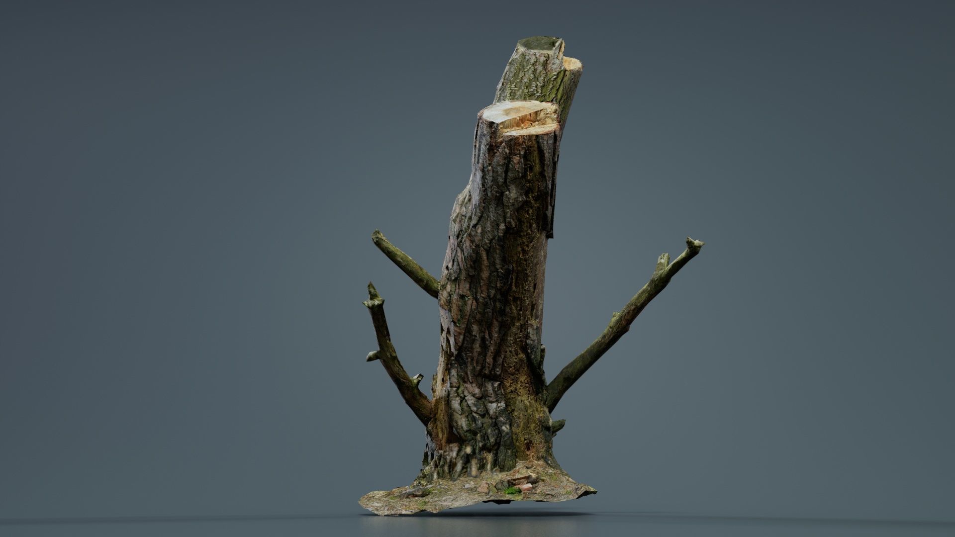 Tree Stump with Small Off Shoots Low-poly 3D model_3