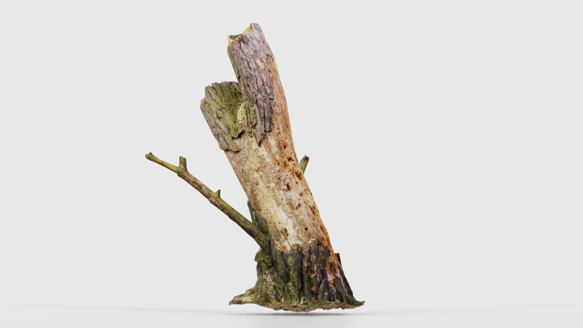 Tree Stump with Small Off Shoots Low-poly 3D model_24