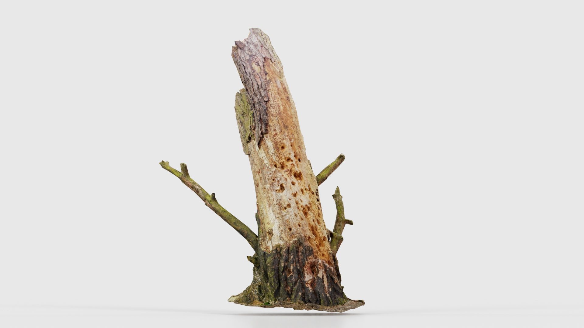 Tree Stump with Small Off Shoots Low-poly 3D model_23