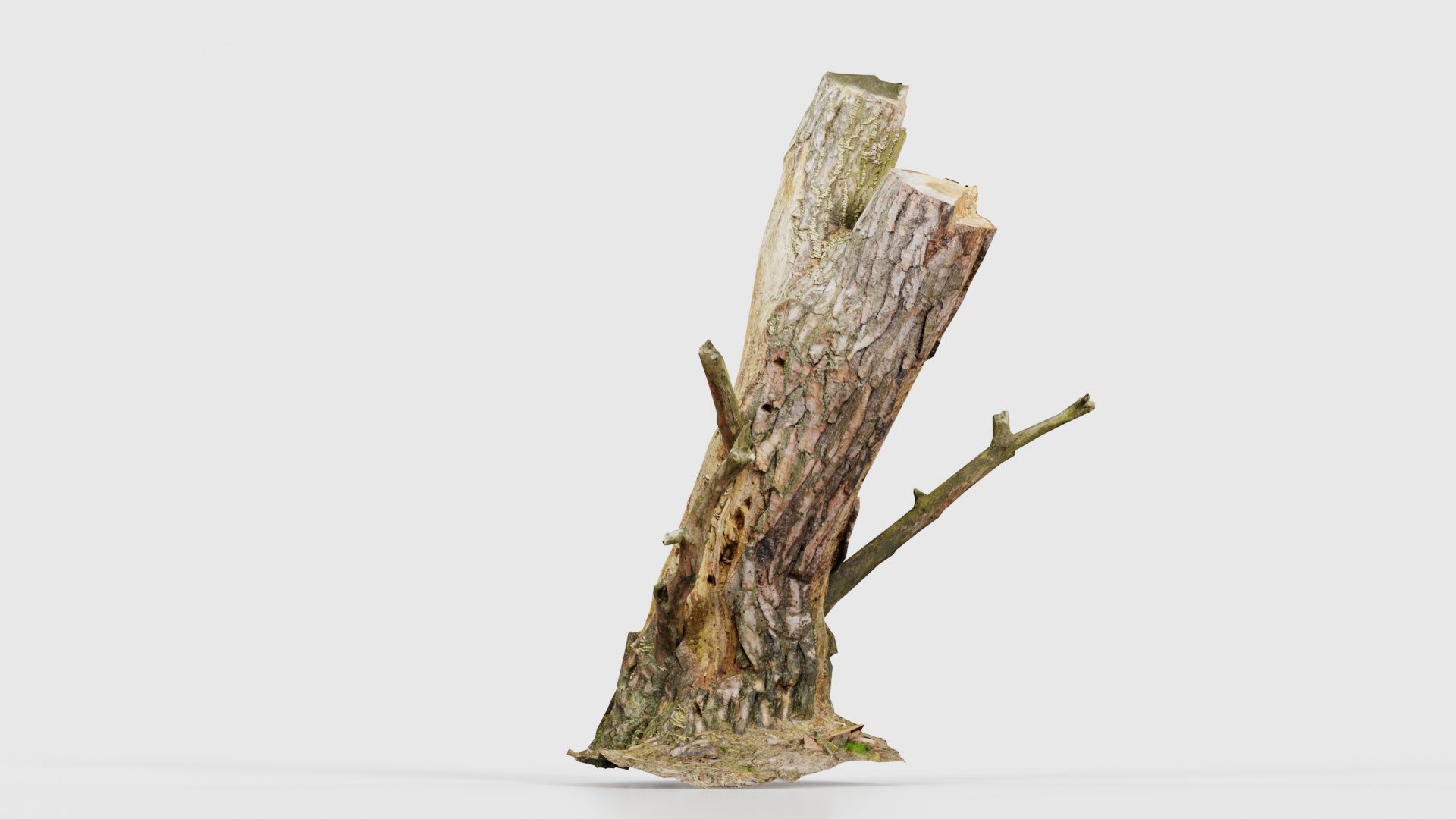 Tree Stump with Small Off Shoots Low-poly 3D model_18