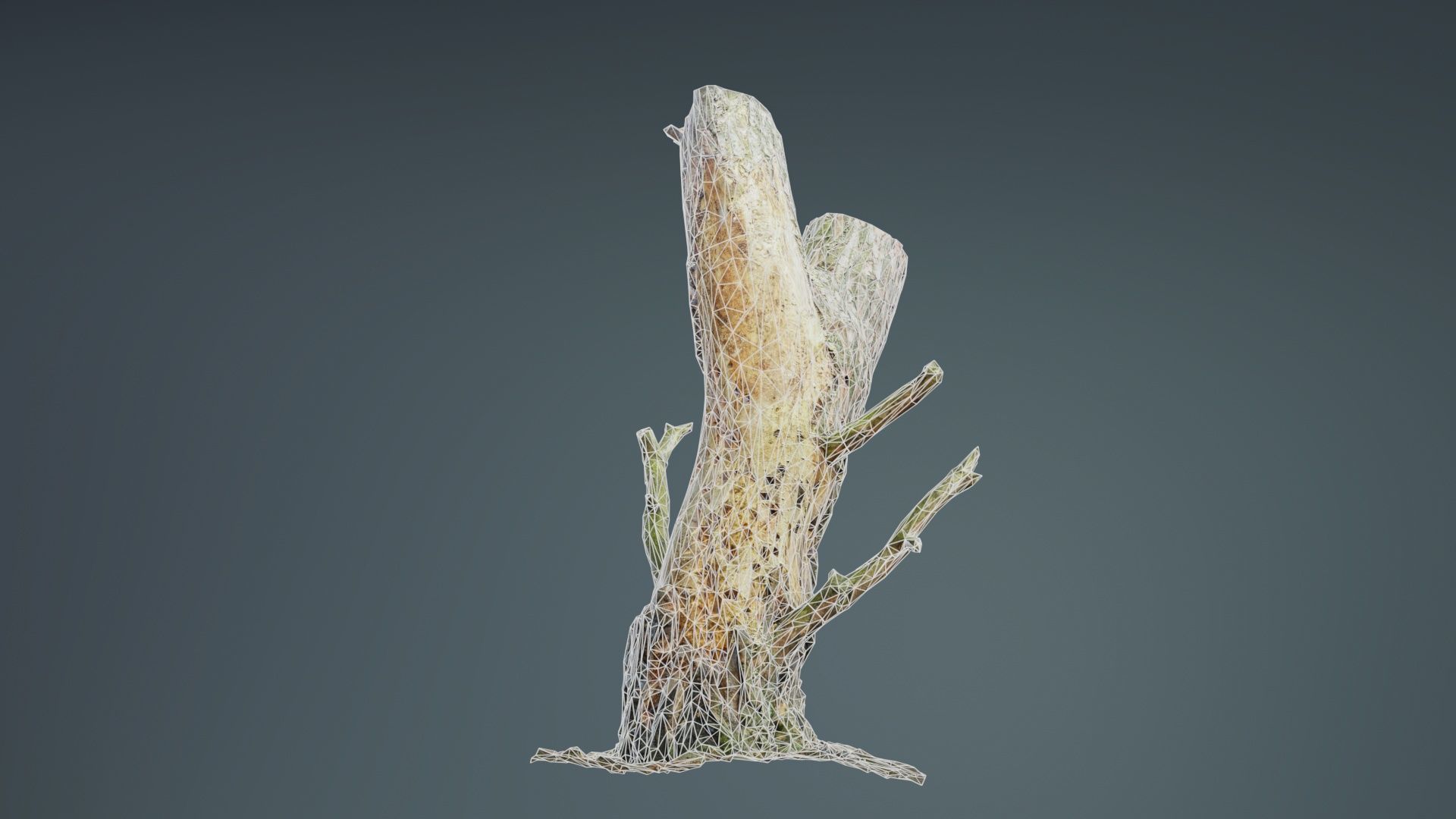 Tree Stump with Small Off Shoots Low-poly 3D model_10
