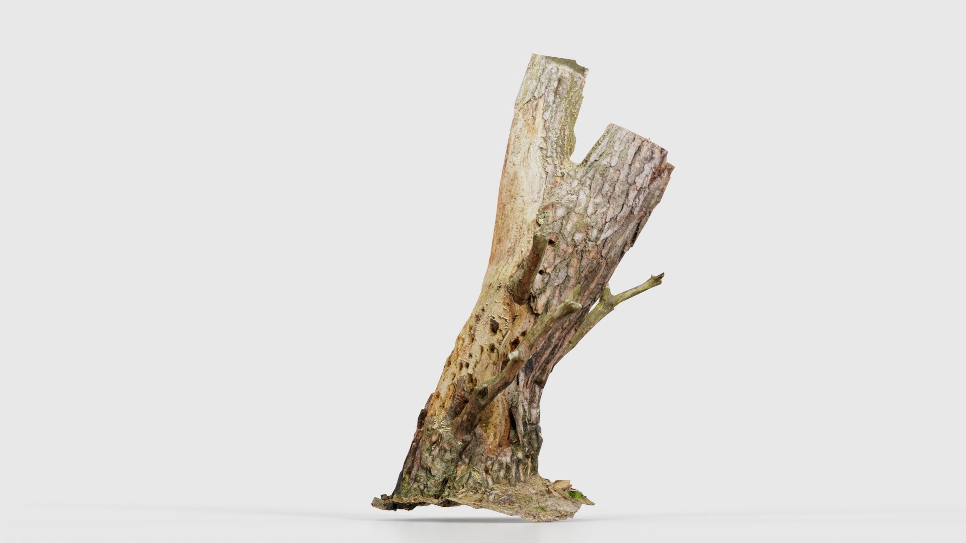 Tree Stump with Small Off Shoots Low-poly 3D model_19