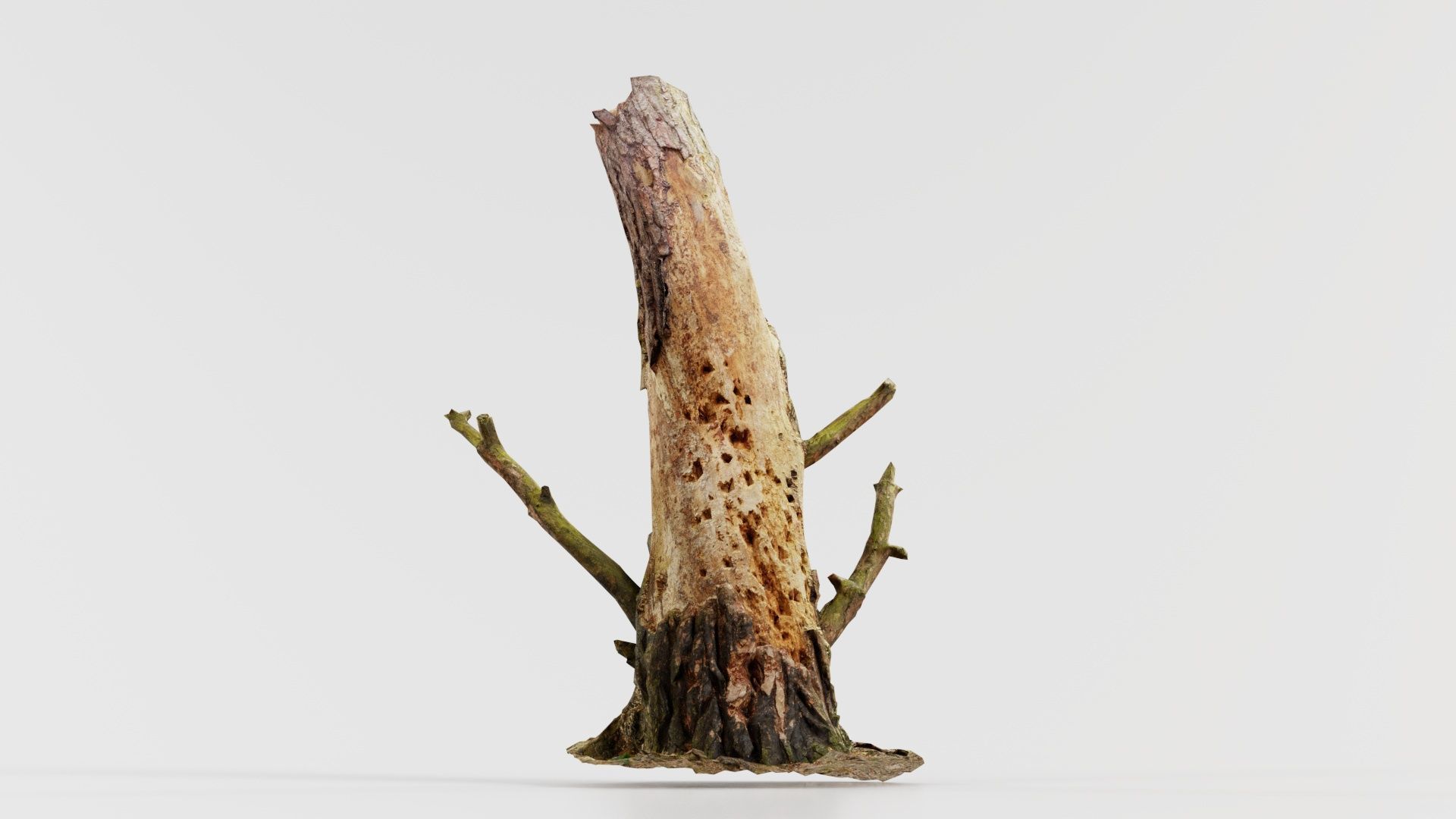 Tree Stump with Small Off Shoots Low-poly 3D model_6