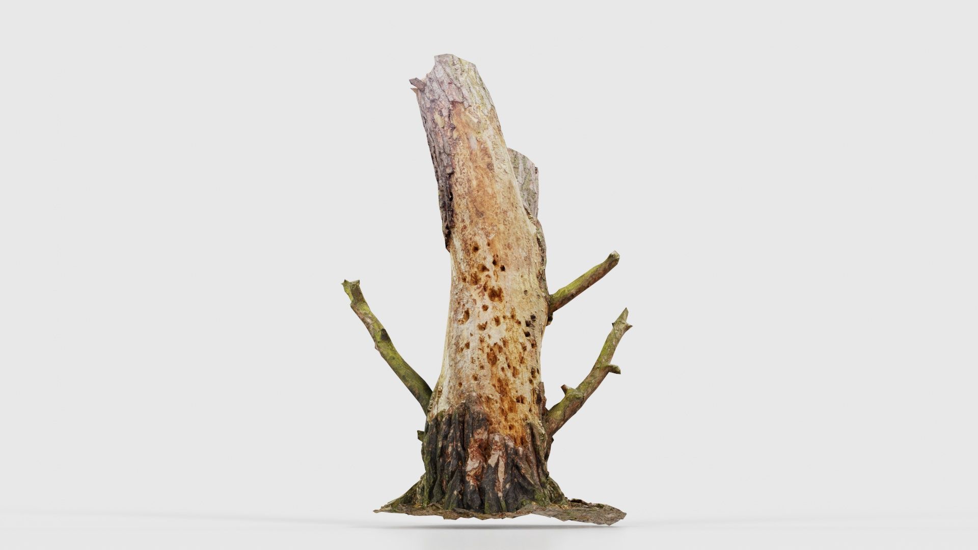 Tree Stump with Small Off Shoots Low-poly 3D model_22