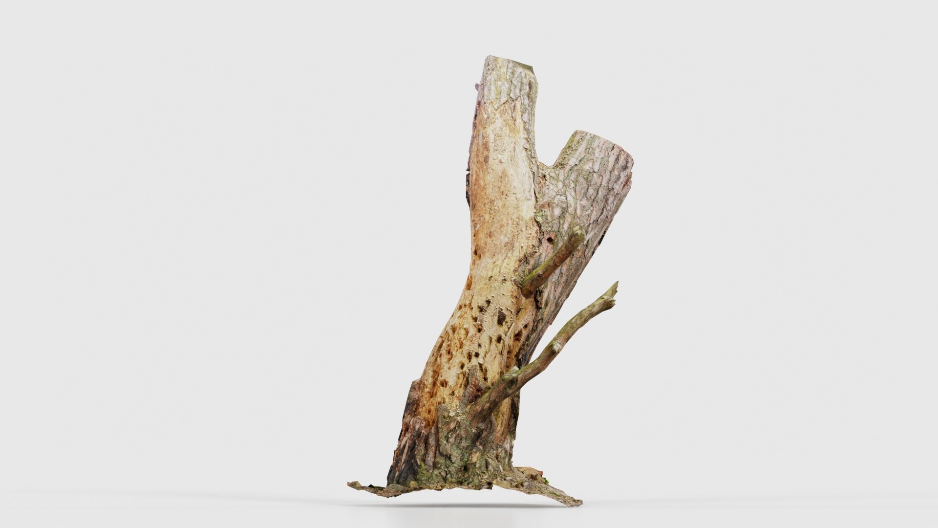 Tree Stump with Small Off Shoots Low-poly 3D model_20