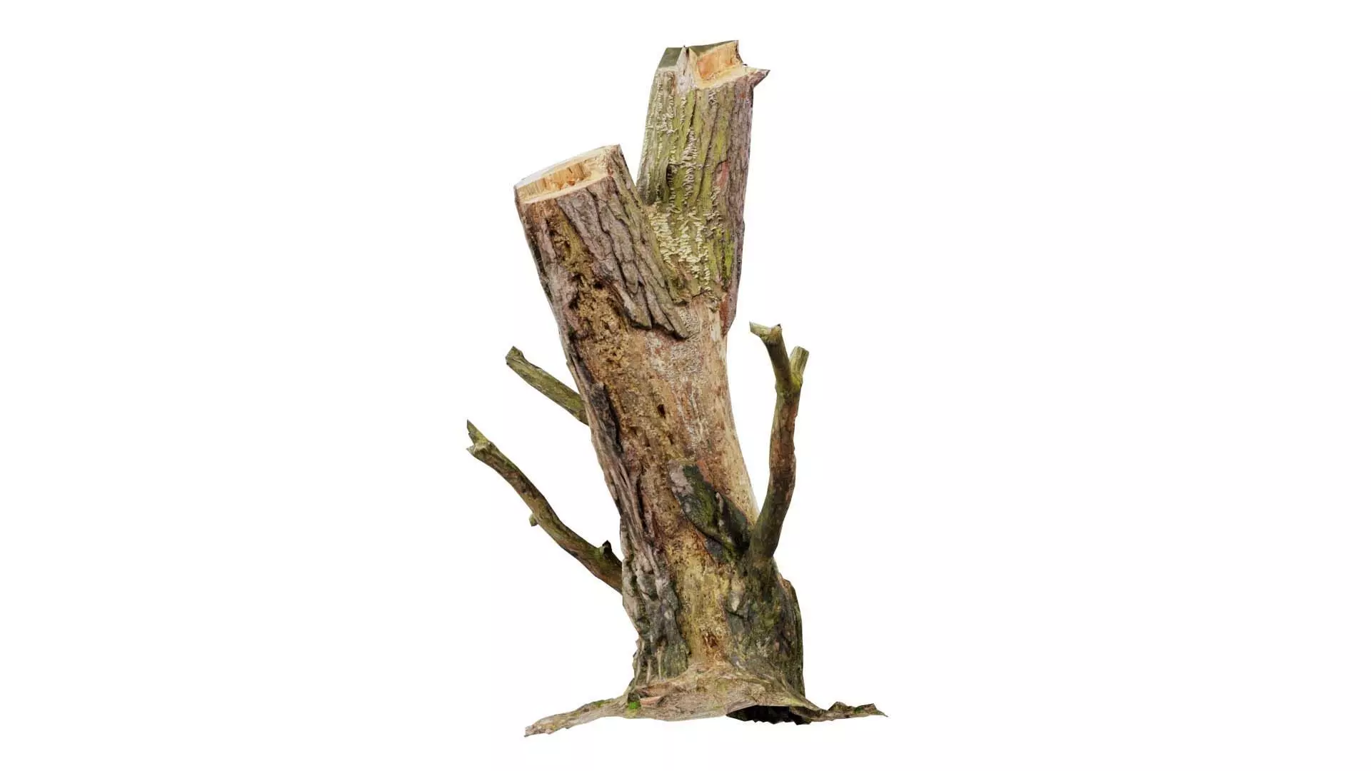 Tree Stump with Small Off Shoots Low-poly 3D model_0