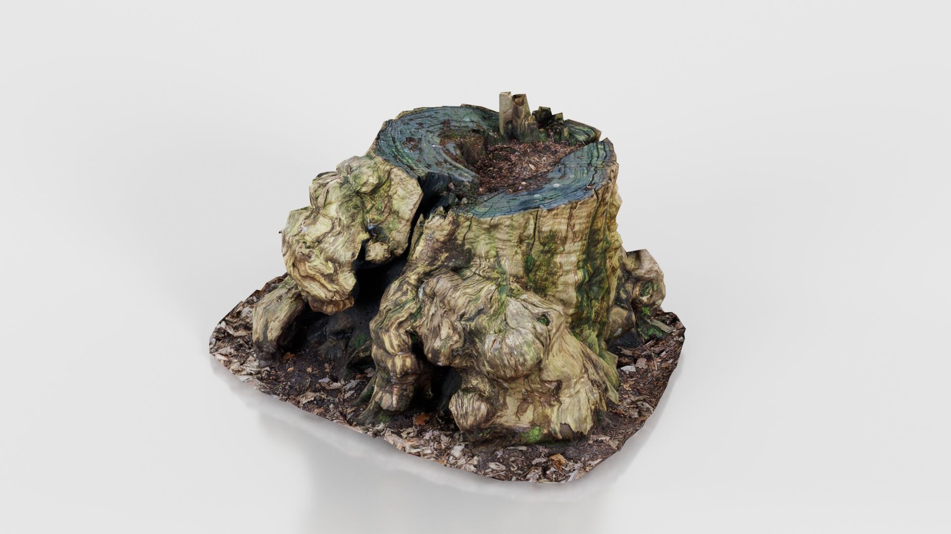 Wide Tree Root Stump Low-poly 3D model_25