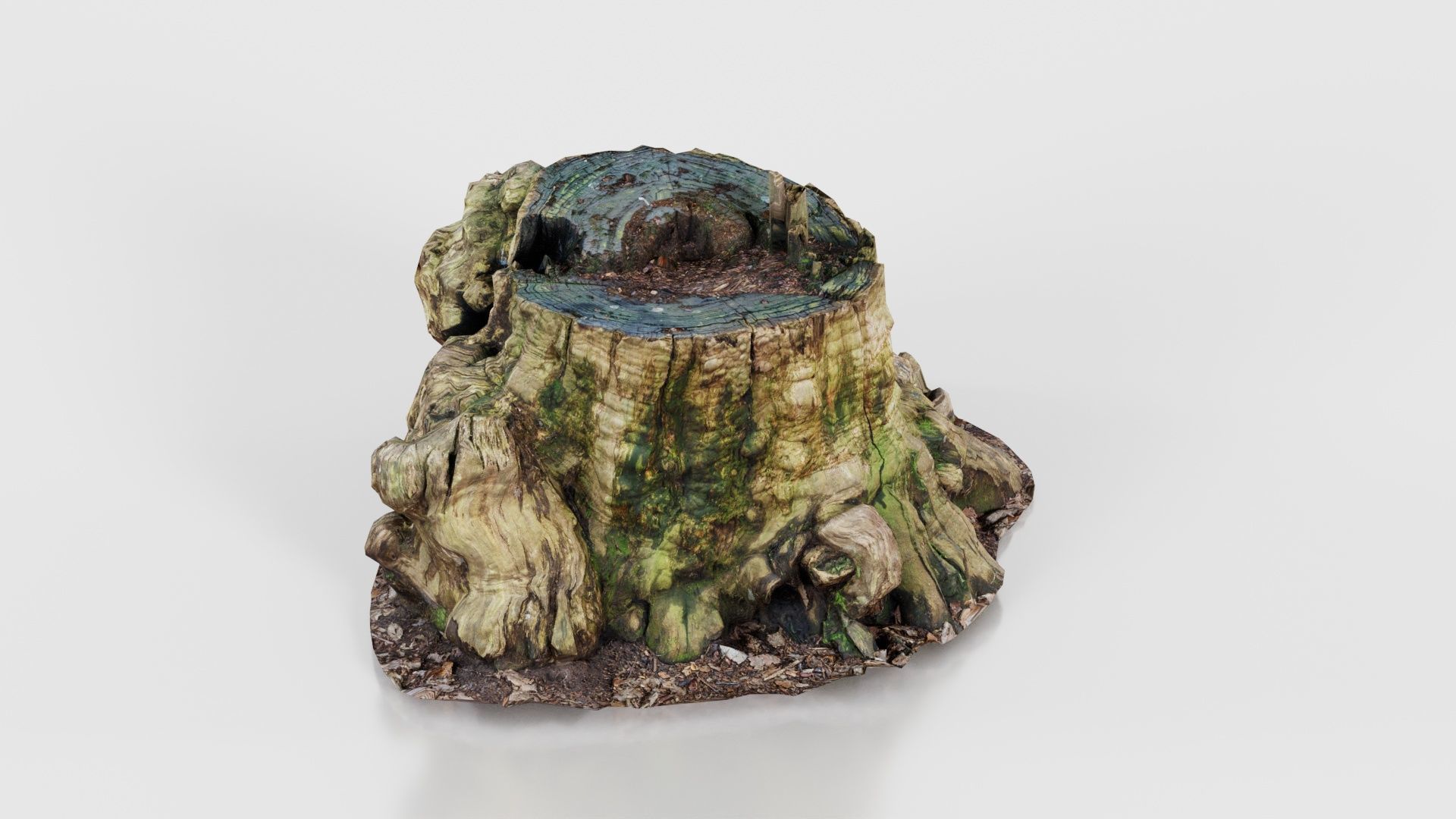 Wide Tree Root Stump Low-poly 3D model_23