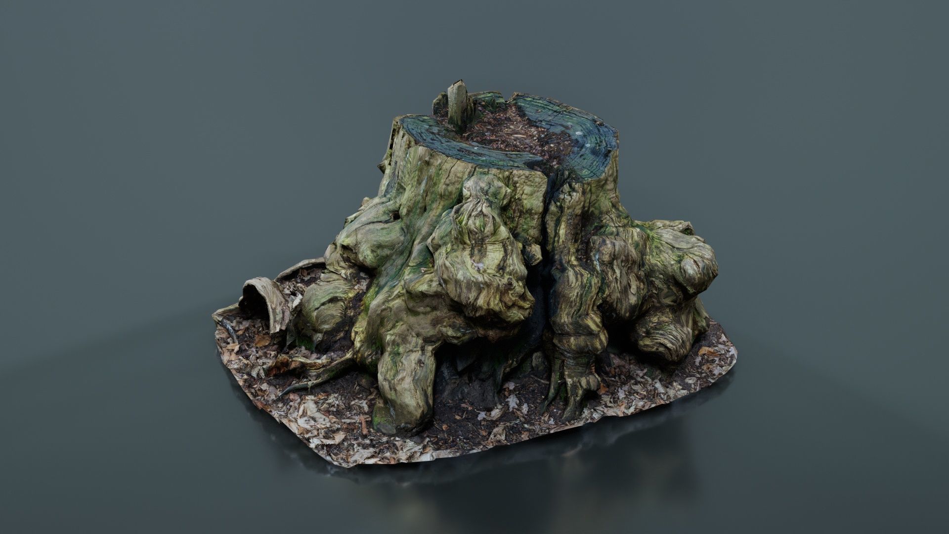 Wide Tree Root Stump Low-poly 3D model_8