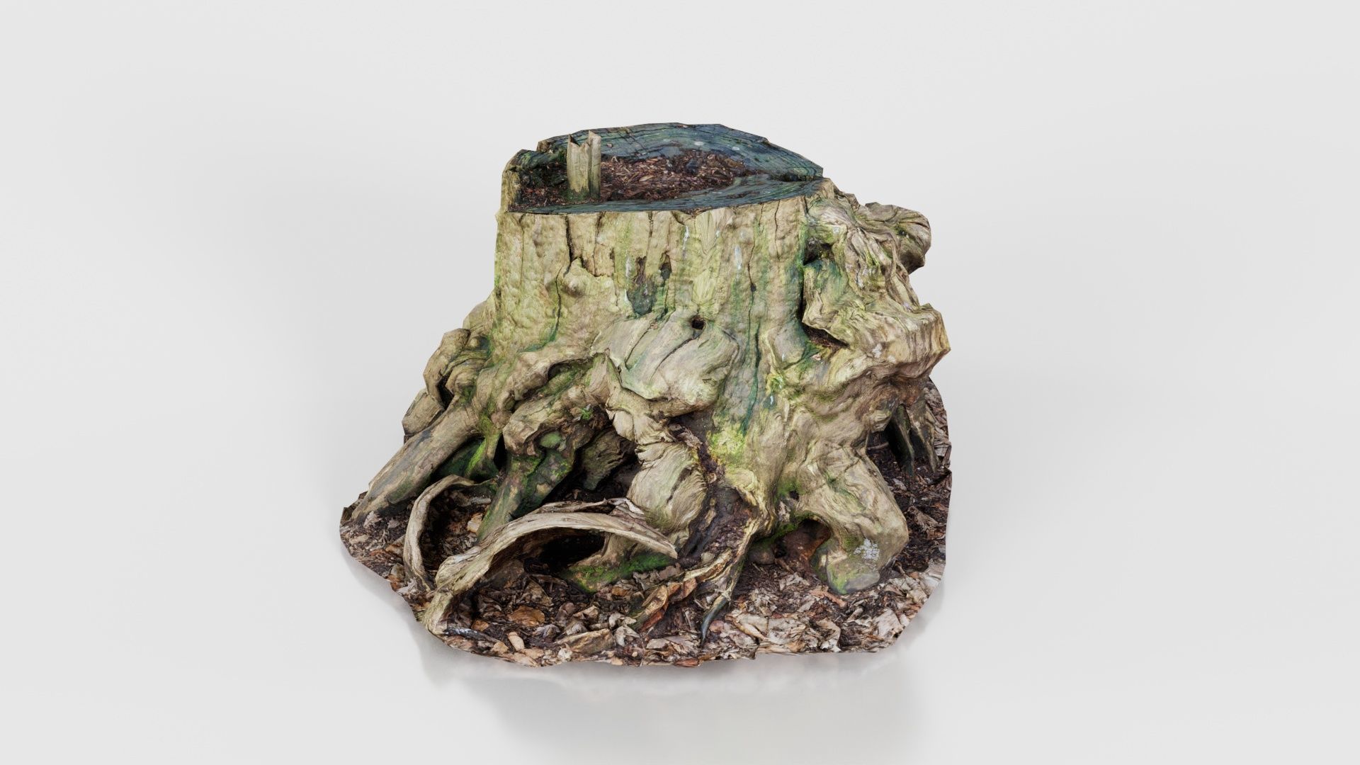 Wide Tree Root Stump Low-poly 3D model_17