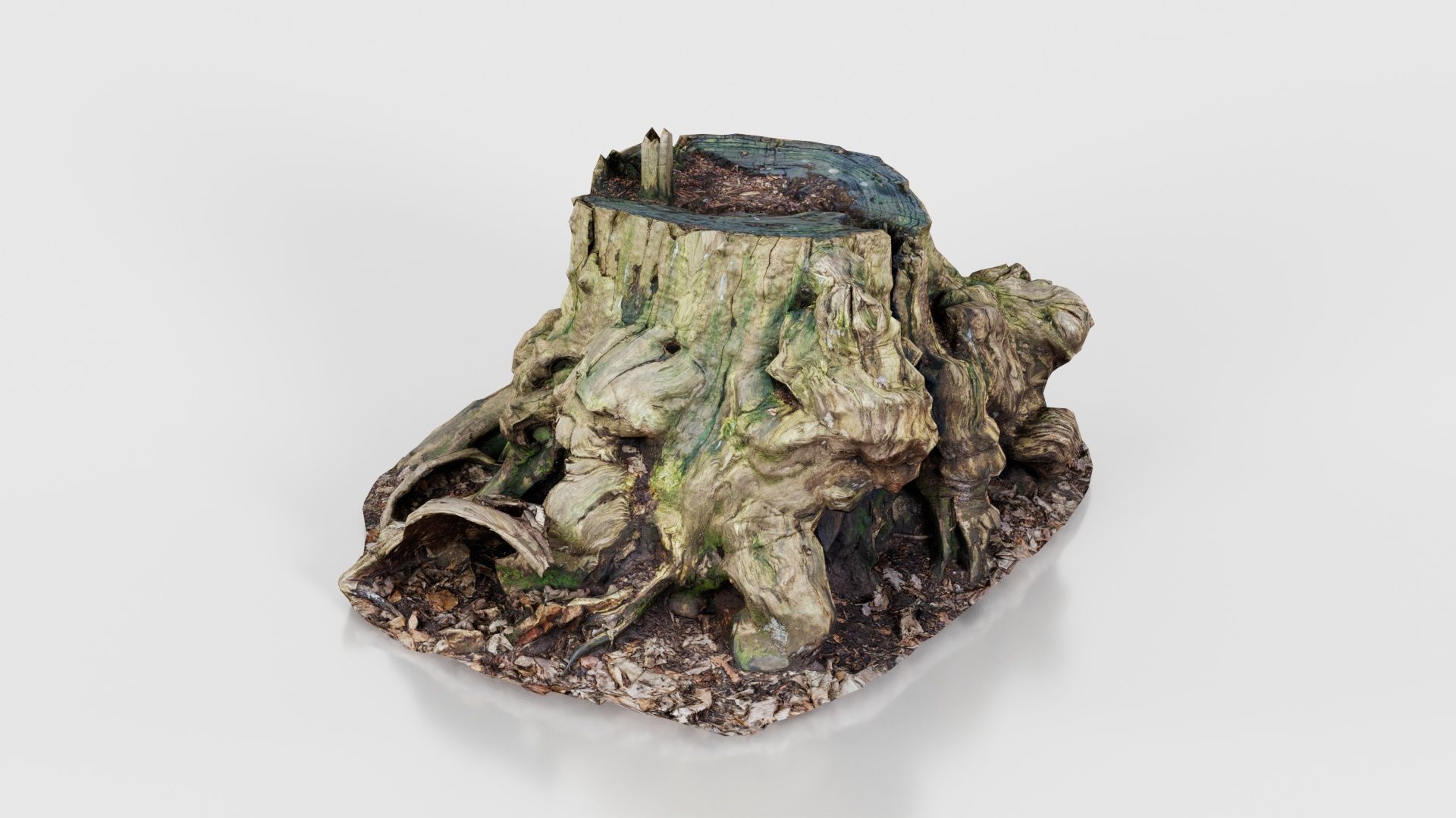 Wide Tree Root Stump Low-poly 3D model_16