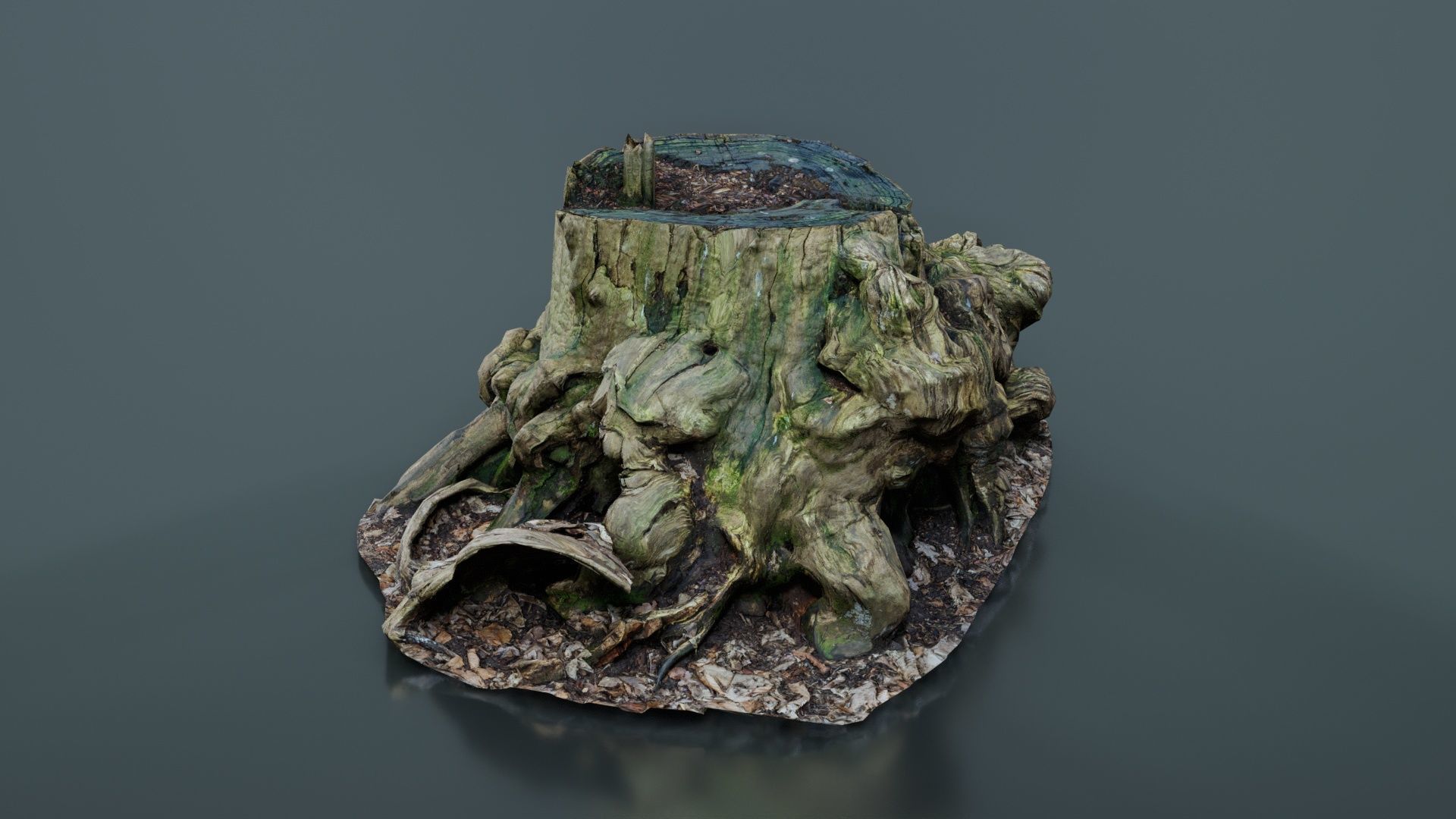 Wide Tree Root Stump Low-poly 3D model_6
