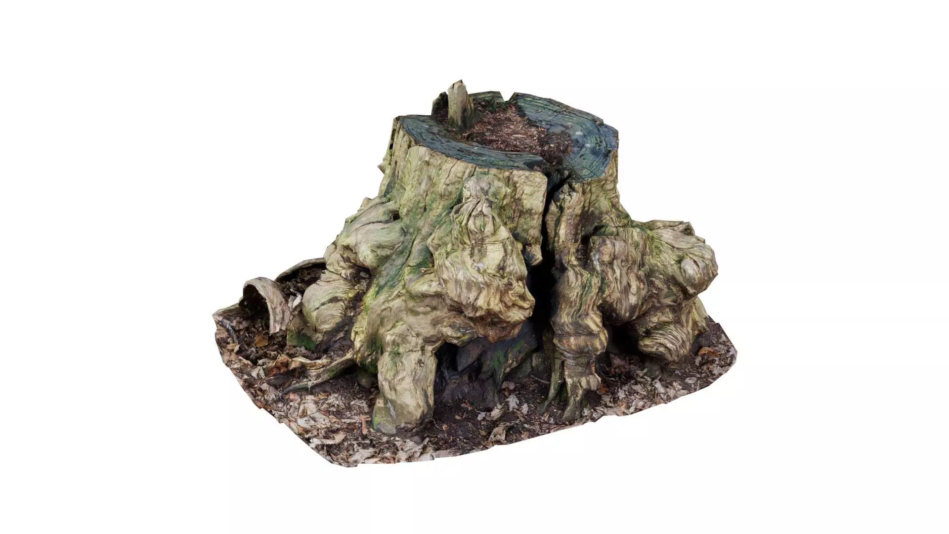 Wide Tree Root Stump Low-poly 3D model_0