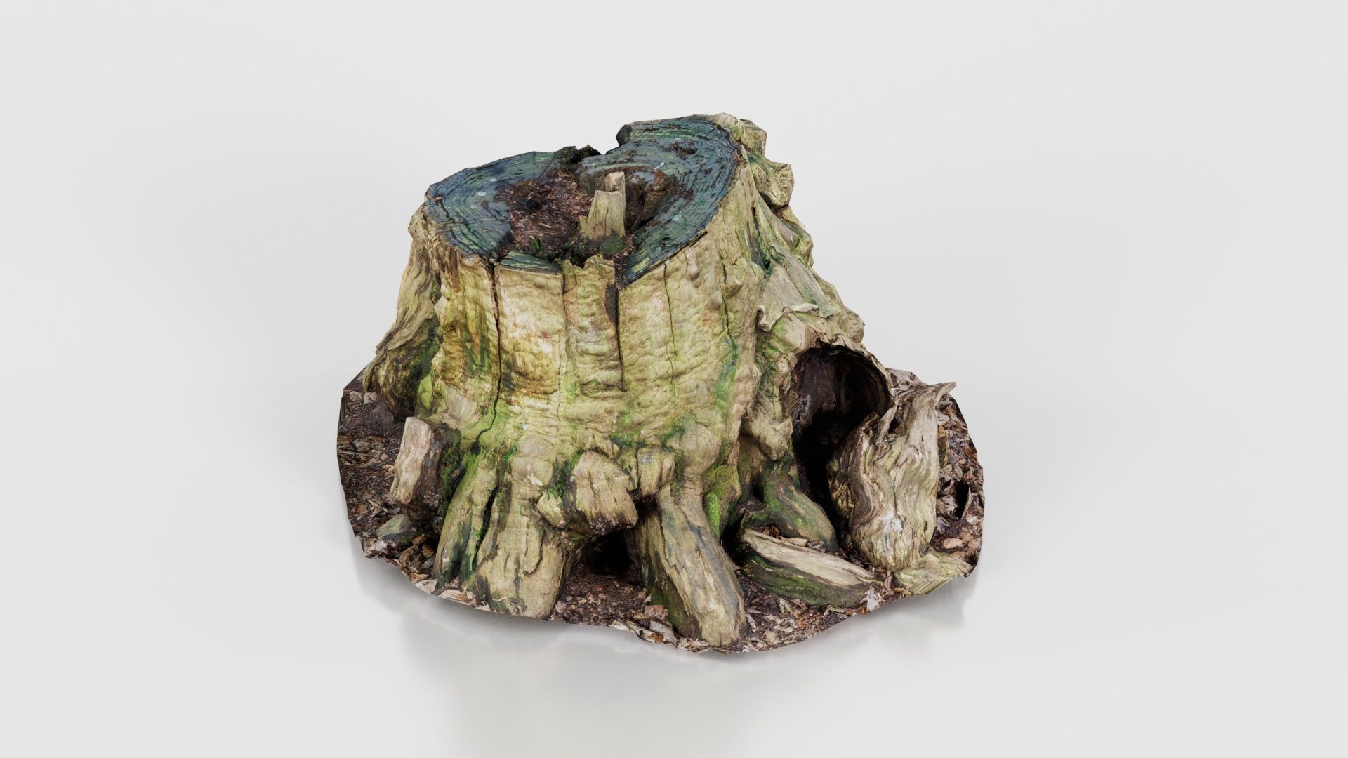 Wide Tree Root Stump Low-poly 3D model_20