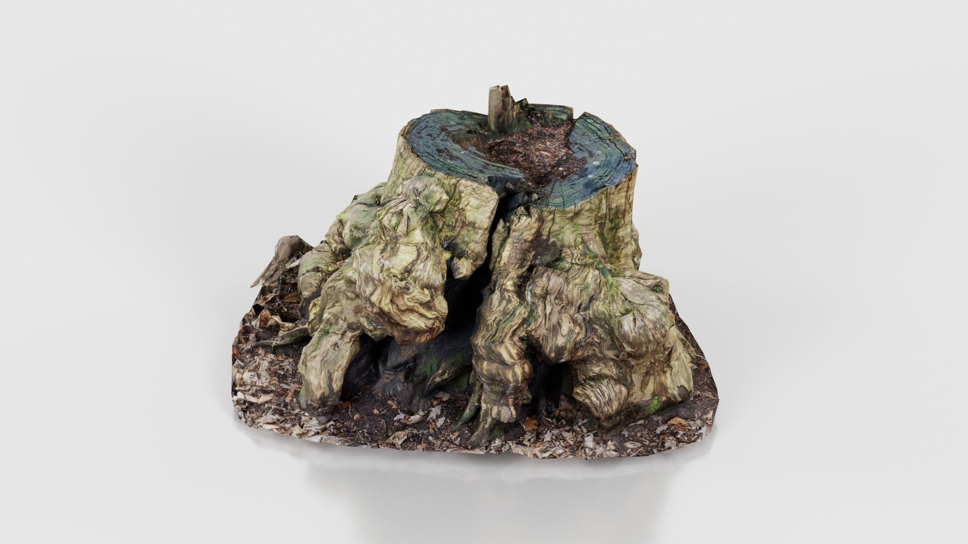 Wide Tree Root Stump Low-poly 3D model_26