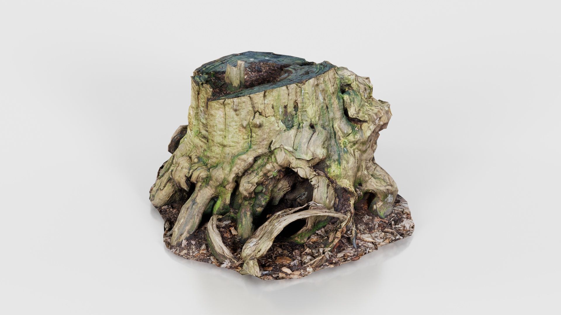 Wide Tree Root Stump Low-poly 3D model_18