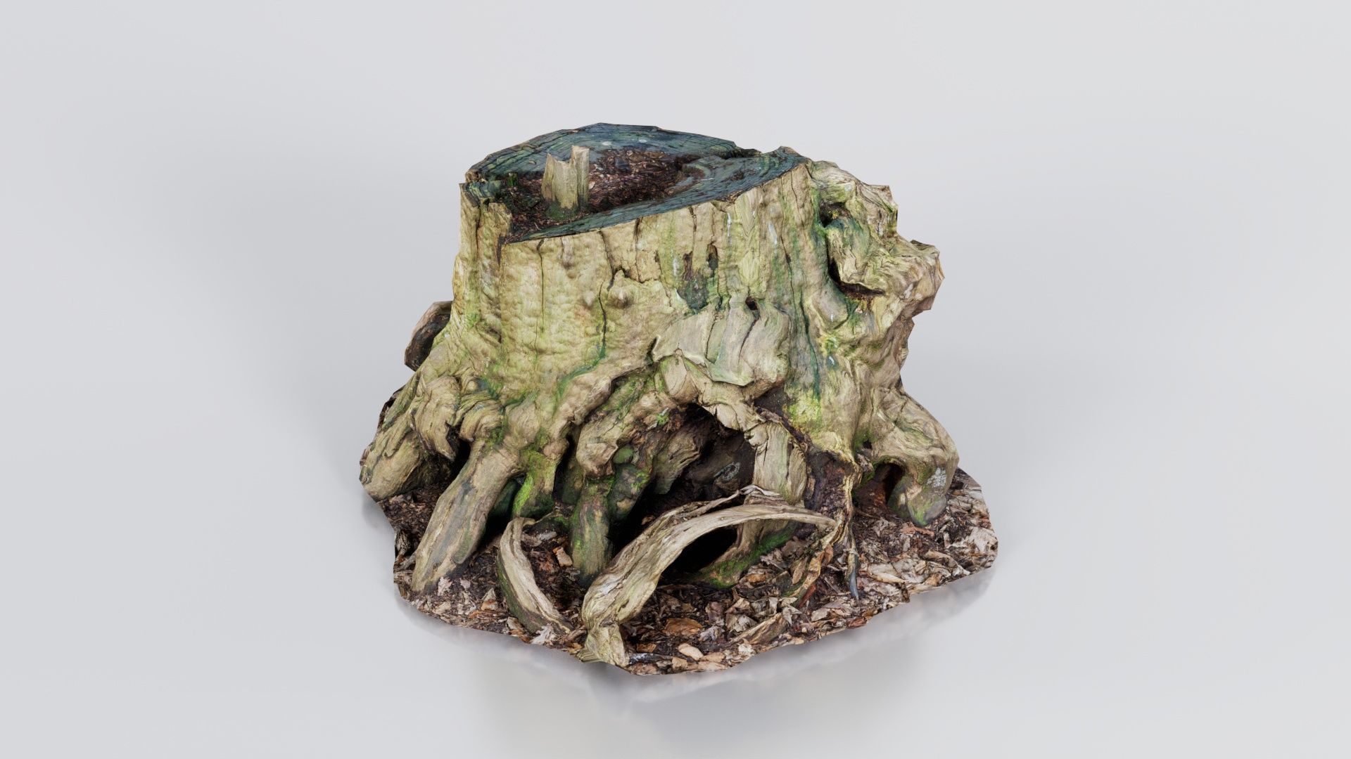 Wide Tree Root Stump Low-poly 3D model_7