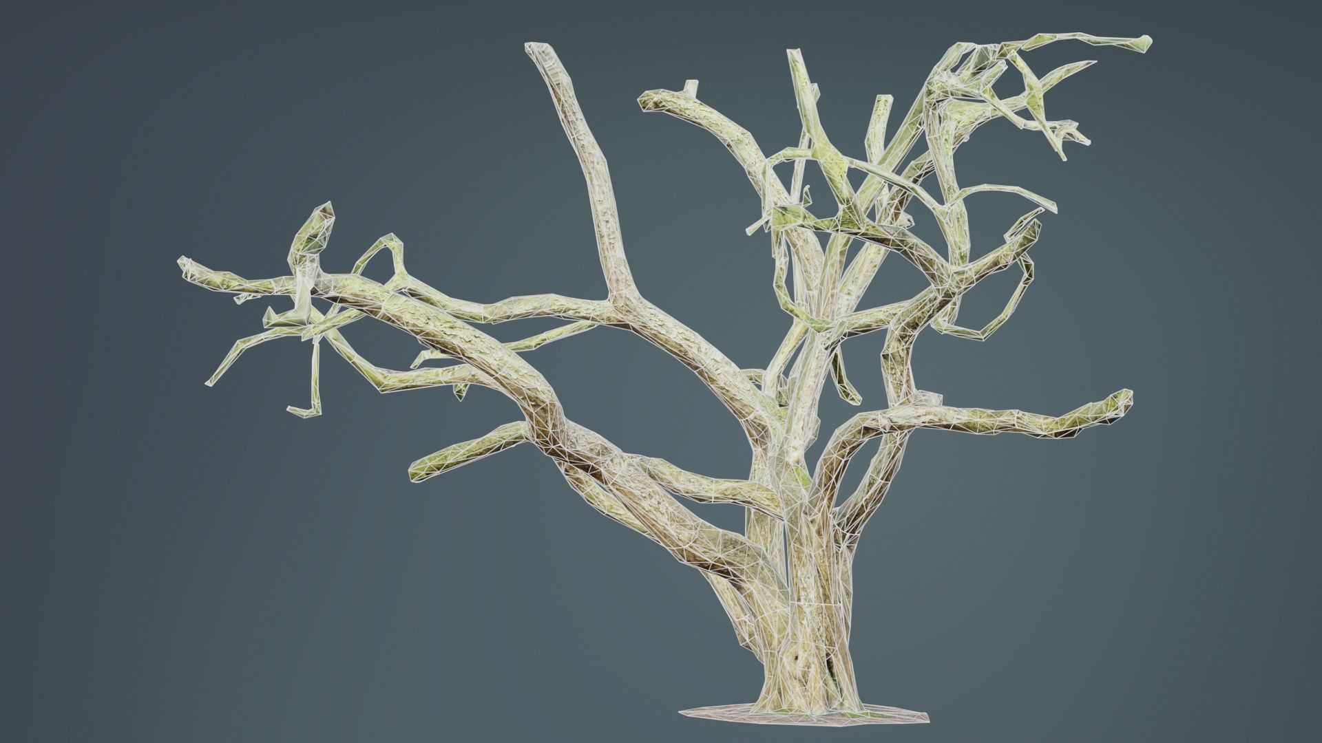 Big Tree Trunk Low-poly 3D model_9