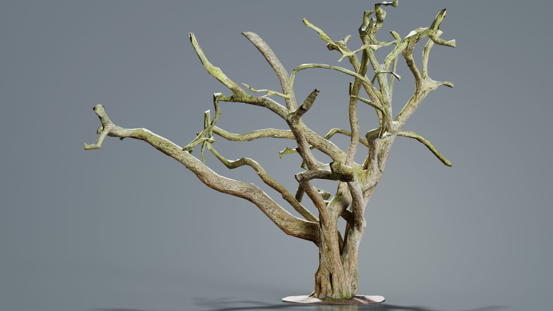 Big Tree Trunk Low-poly 3D model_3