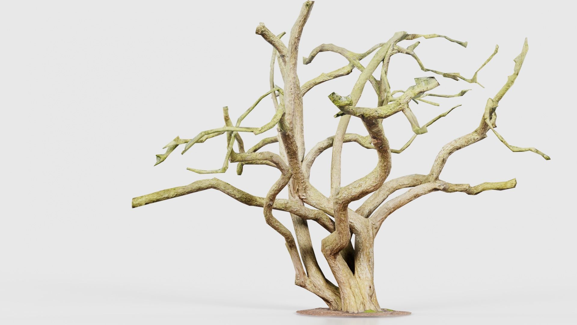 Big Tree Trunk Low-poly 3D model_17