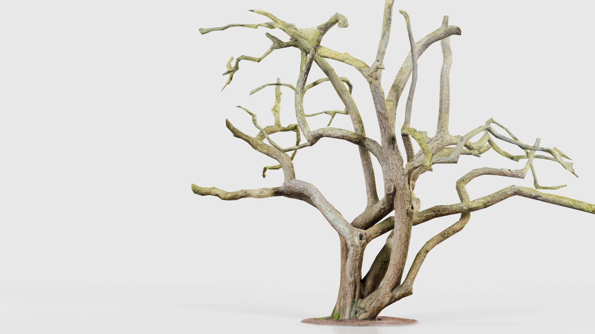 Big Tree Trunk Low-poly 3D model_22