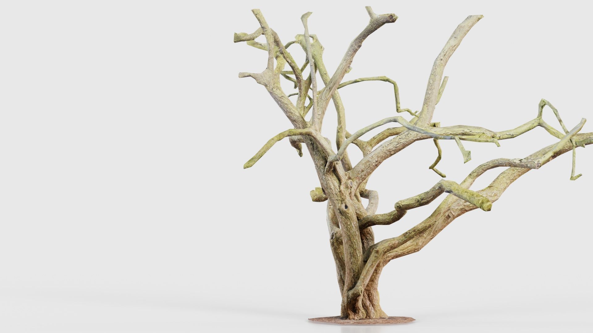 Big Tree Trunk Low-poly 3D model_20