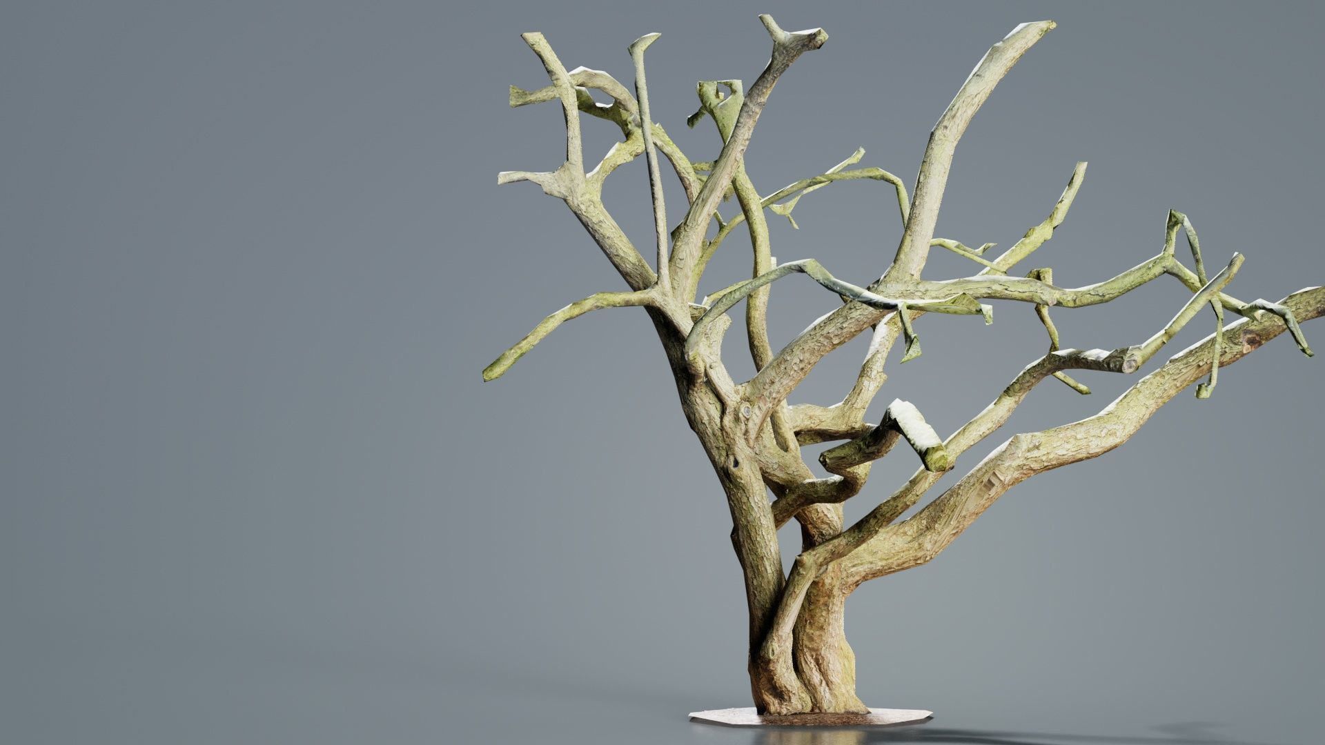 Big Tree Trunk Low-poly 3D model_5