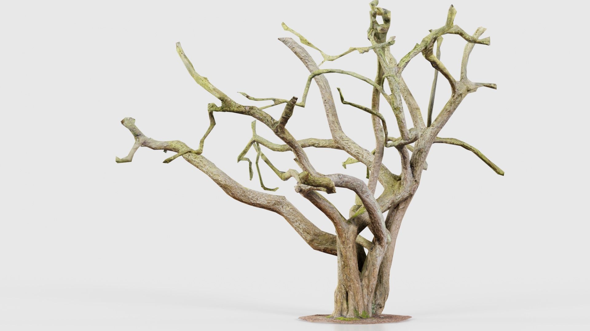 Big Tree Trunk Low-poly 3D model_25