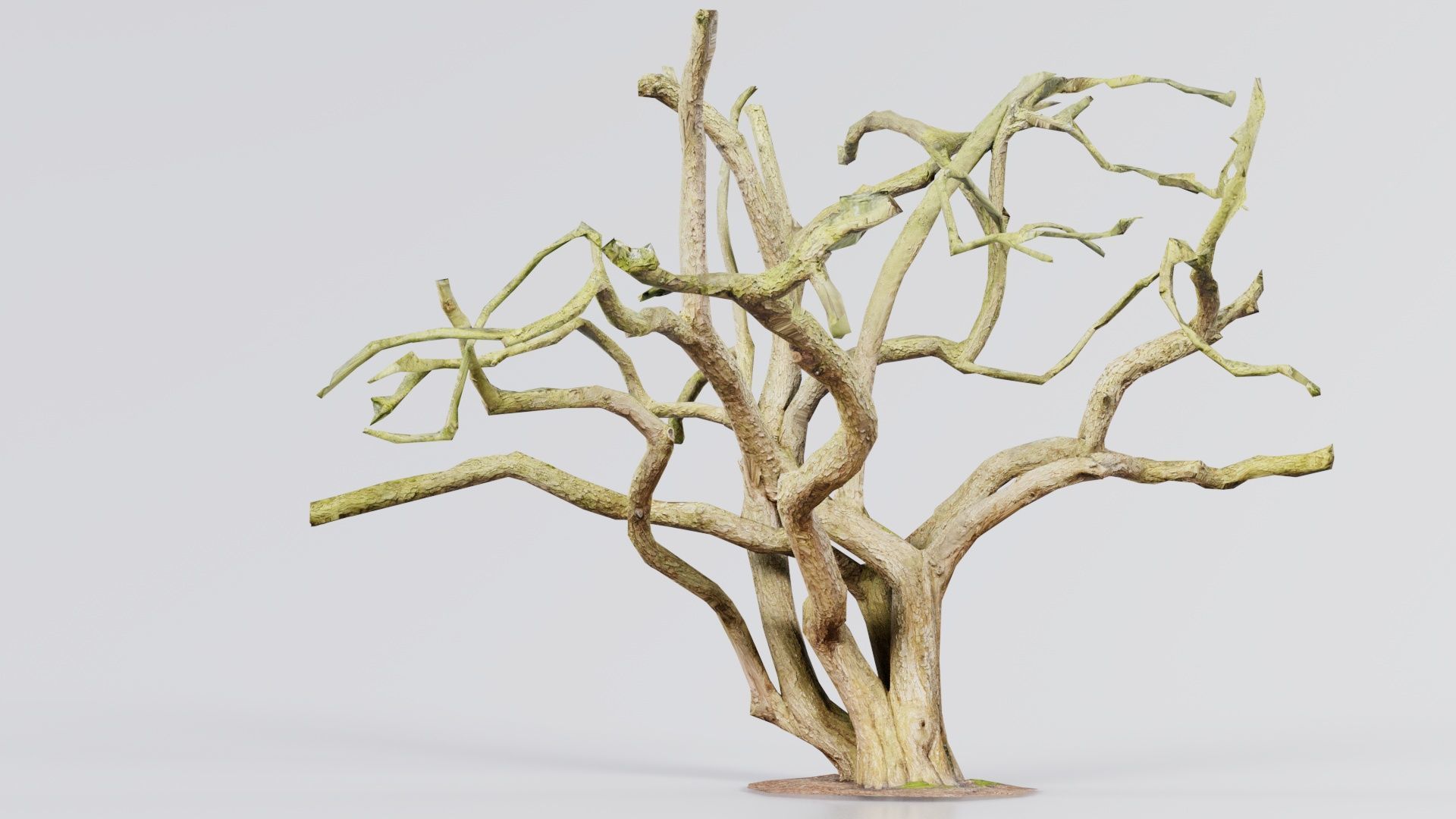 Big Tree Trunk Low-poly 3D model_2