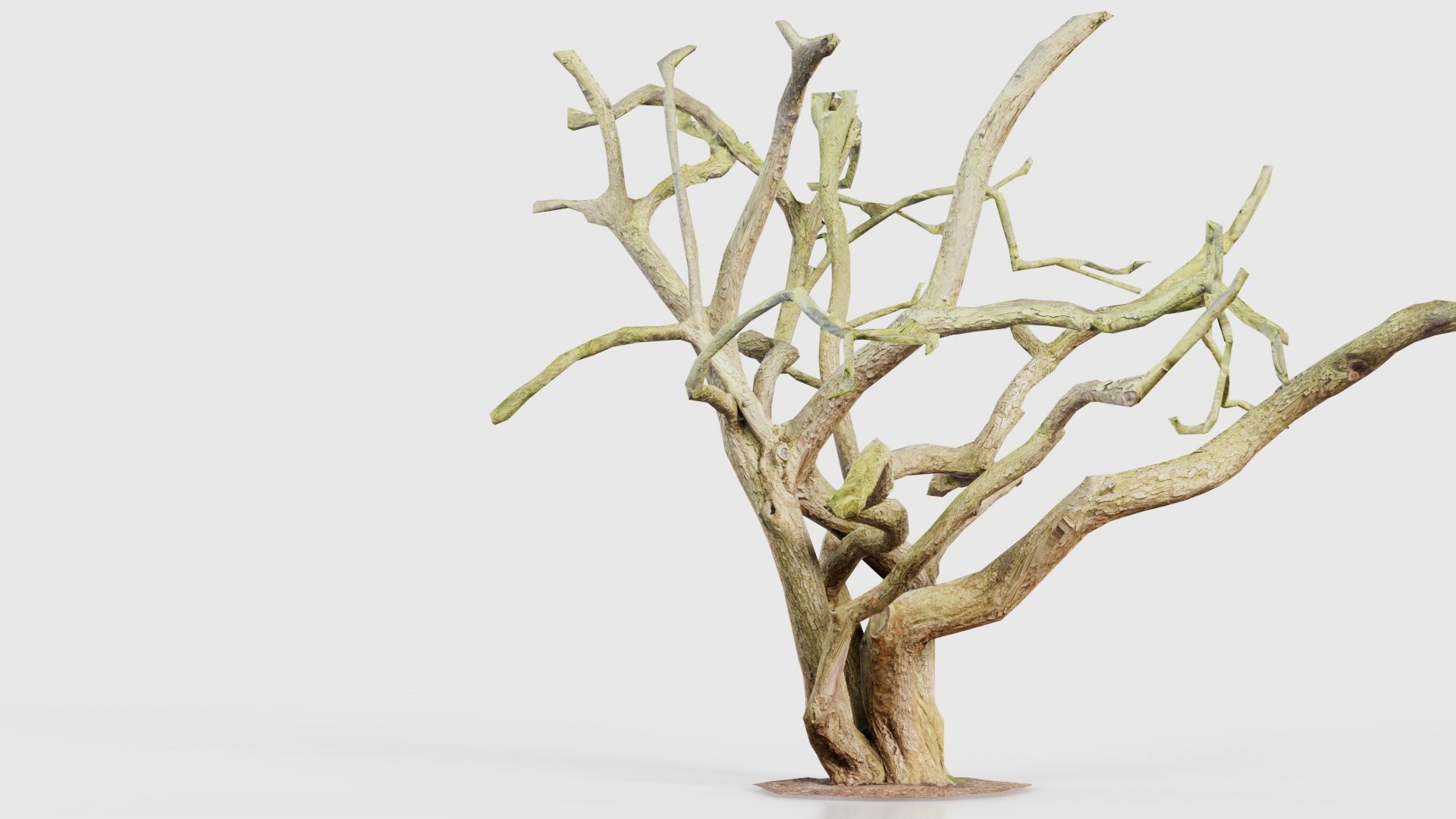 Big Tree Trunk Low-poly 3D model_19