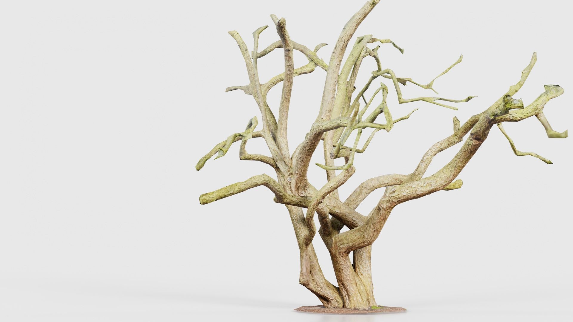 Big Tree Trunk Low-poly 3D model_18