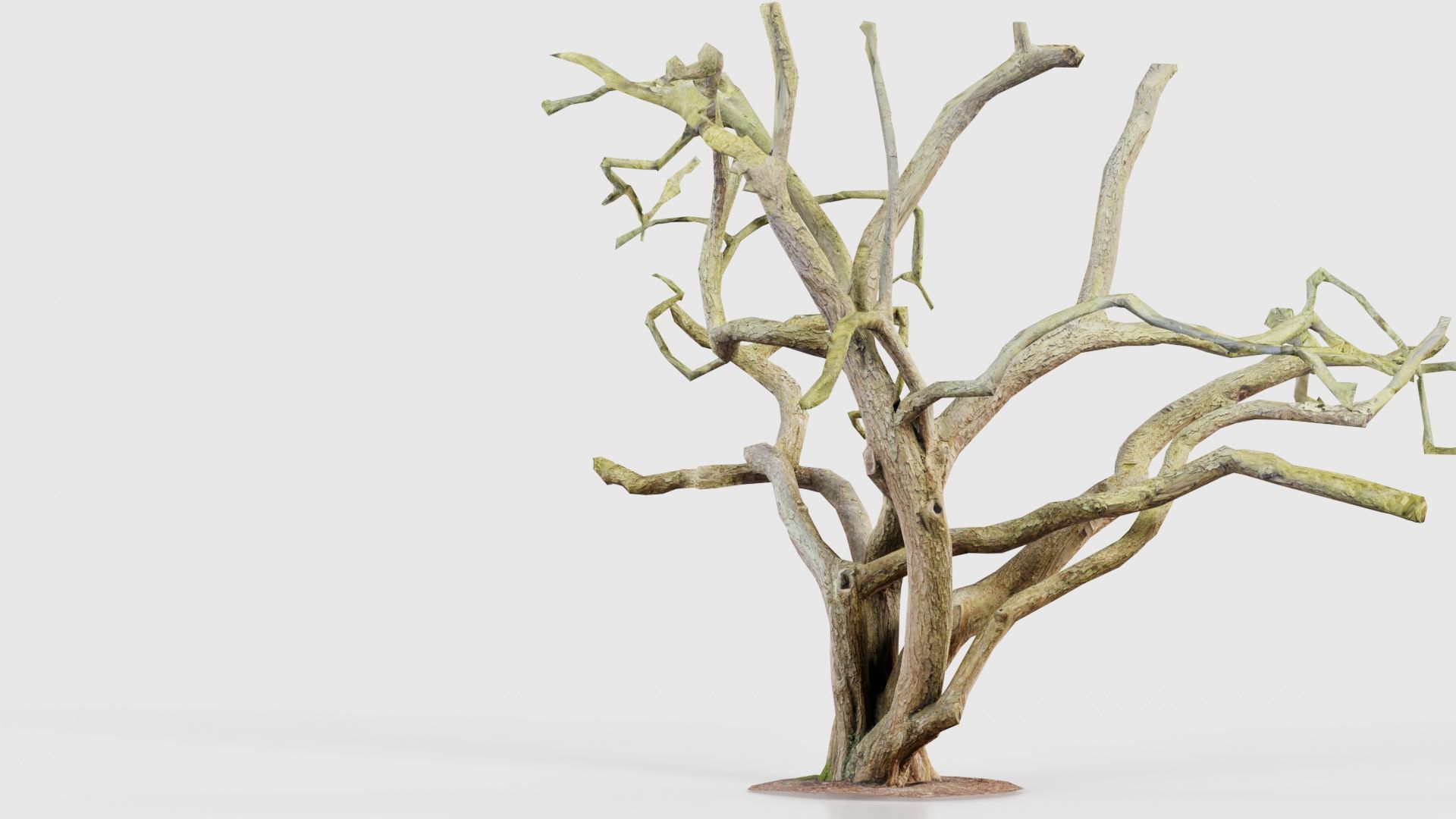 Big Tree Trunk Low-poly 3D model_21