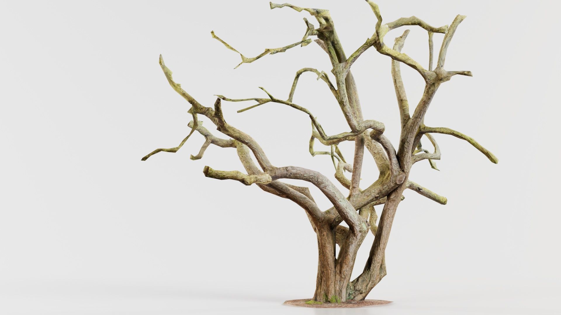 Big Tree Trunk Low-poly 3D model_4