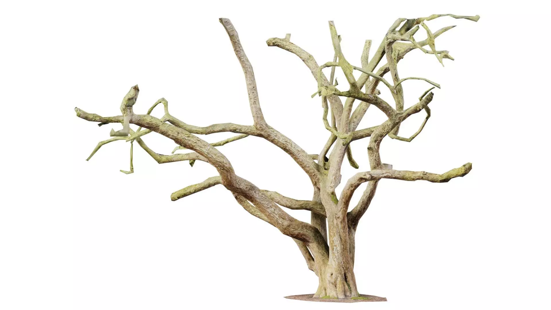 Big Tree Trunk Low-poly 3D model_0