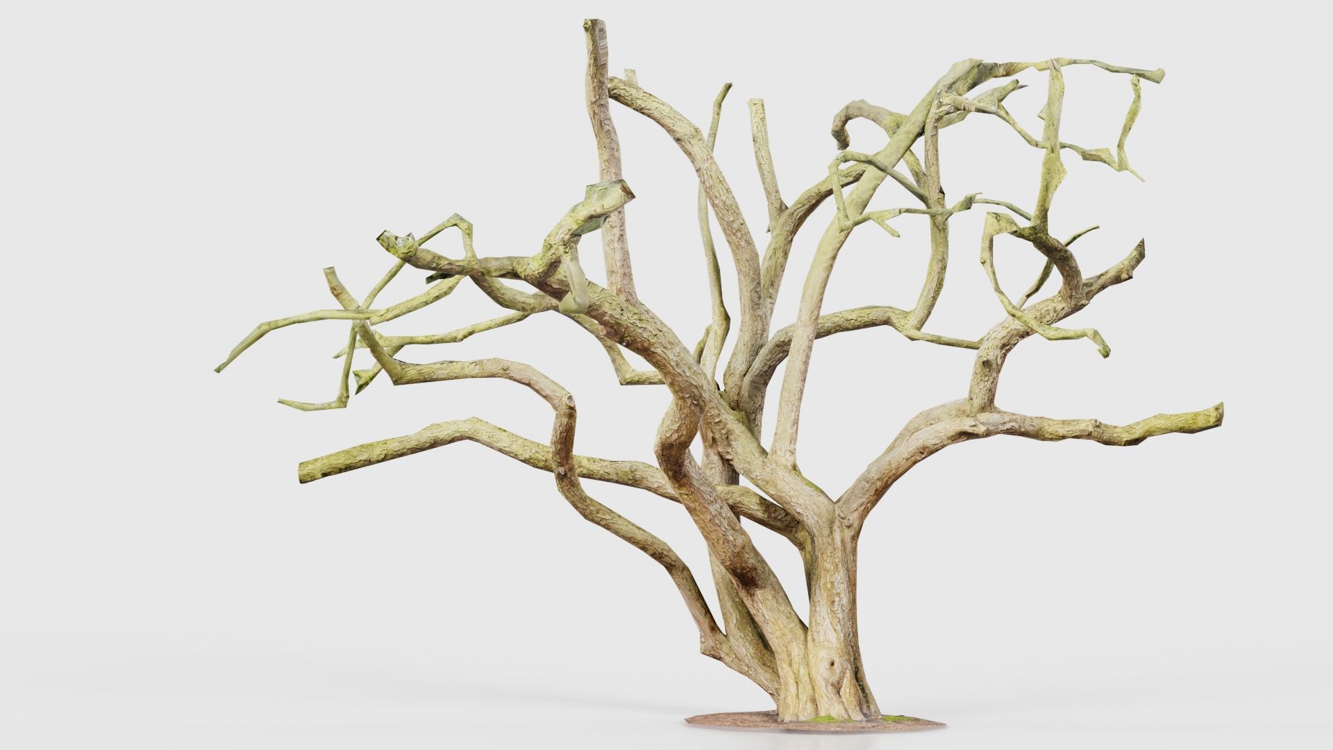 Big Tree Trunk Low-poly 3D model_16