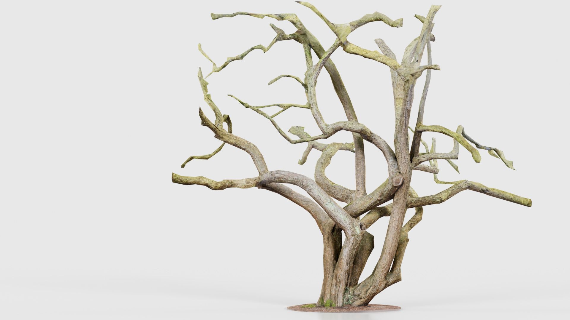 Big Tree Trunk Low-poly 3D model_23
