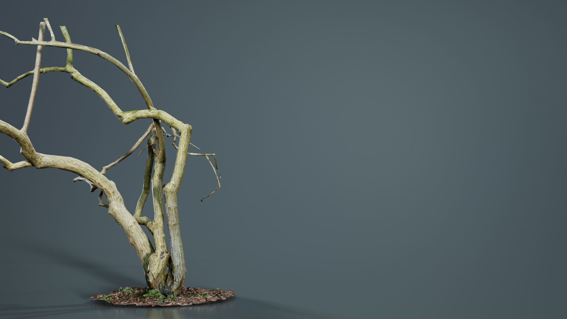 Cherry Tree Trunk Low-poly 3D model_8