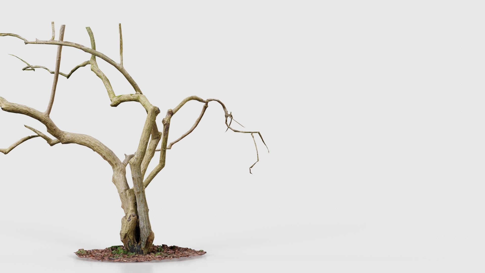 Cherry Tree Trunk Low-poly 3D model_20