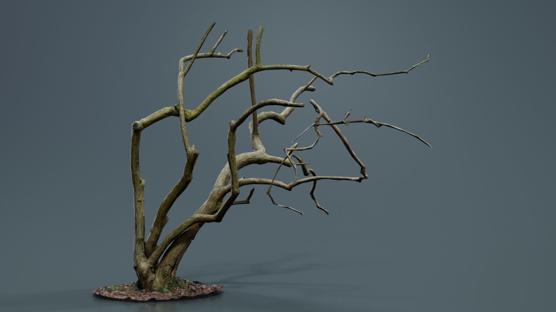 Cherry Tree Trunk Low-poly 3D model_4
