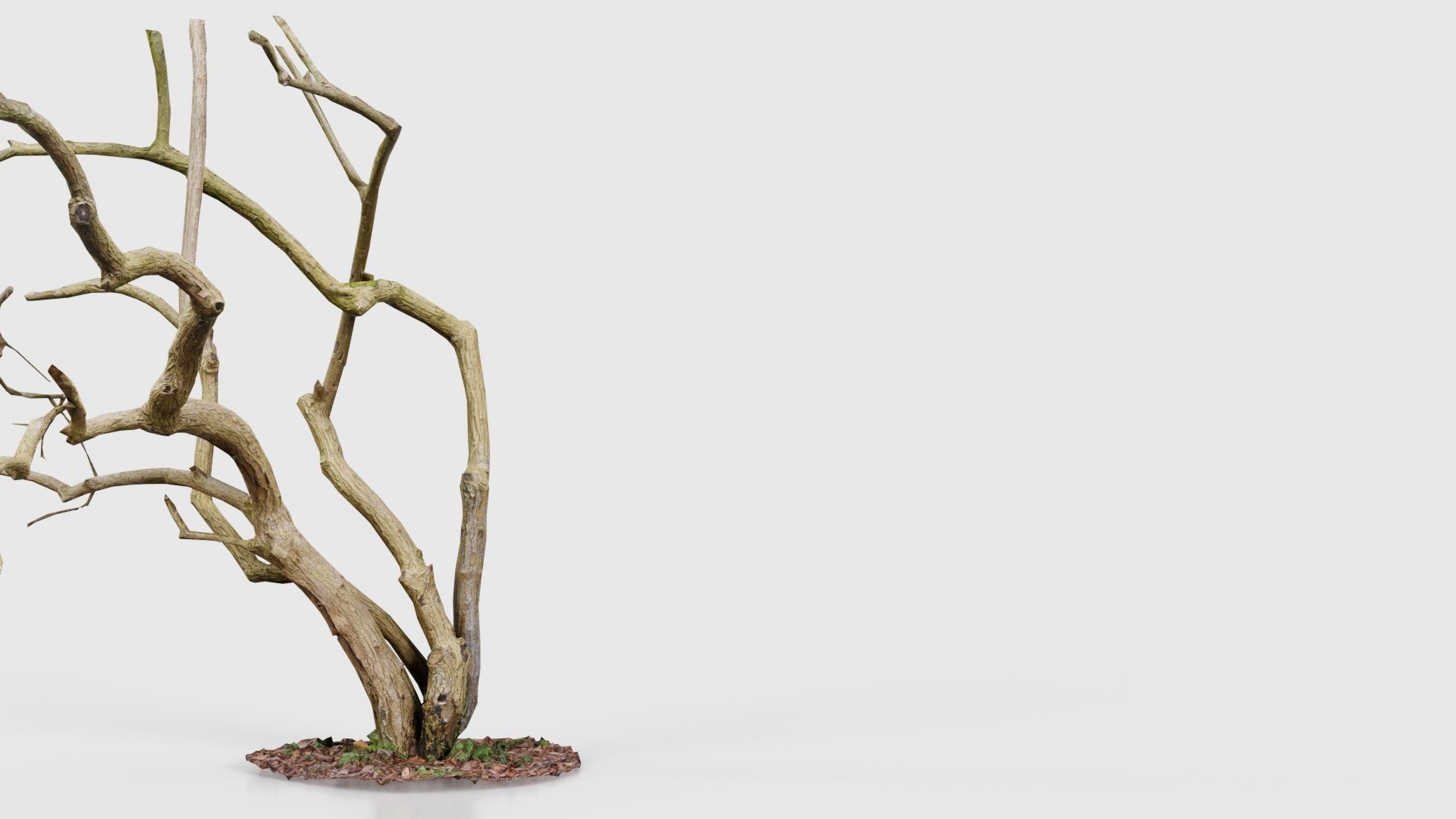 Cherry Tree Trunk Low-poly 3D model_23