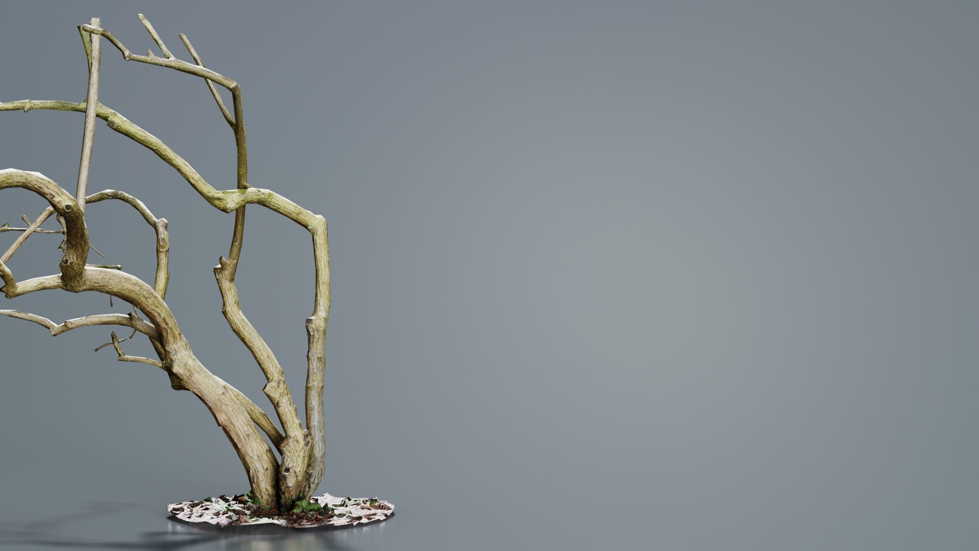 Cherry Tree Trunk Low-poly 3D model_5