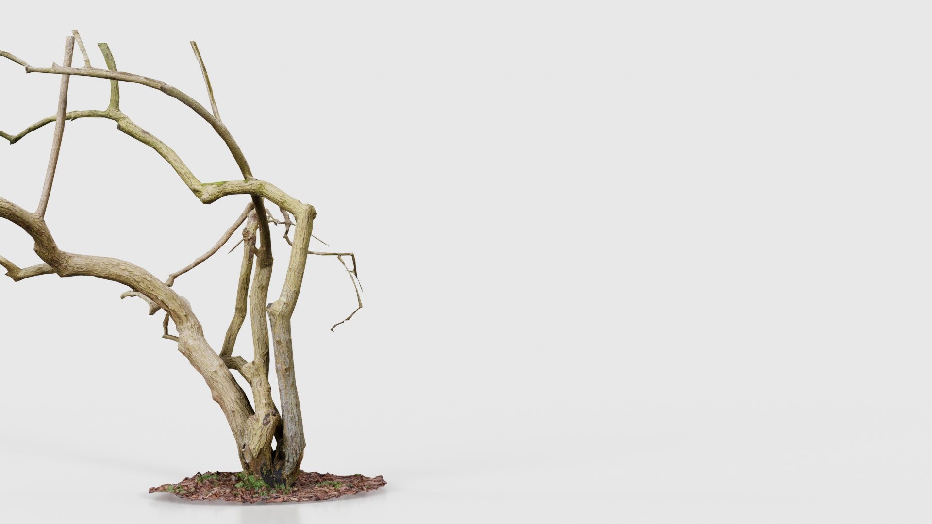 Cherry Tree Trunk Low-poly 3D model_21